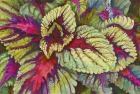 Coleus