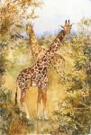 Giraffes