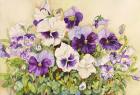 White and Purple Pansies