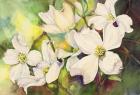 White Dogwood