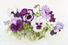White and Purple Pansies II