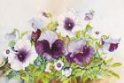 Early Pansies