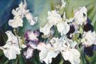 Plum And White Iris