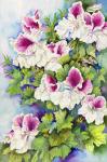 Regal Geranium