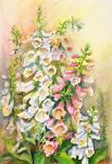 Foxglove in a Garden