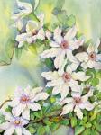 White Clematis