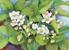 Strawberry Patch - B. Flowering