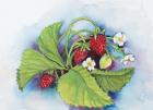 Strawberry Patch - E. Sample Berries