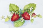 Strawberry Patch - F. Berry Border