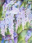 Wisteria