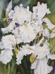 White Iris