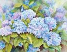 A Cluster of Hydrangeas