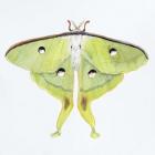 Butterfly Collection Luna Moth