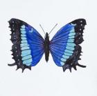 Butterfly Collectio Baeotus-Baeotis