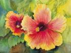 Bright Colored Hibiscus