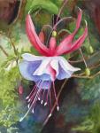 Fuchsia Blossom