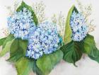 Hydrangea and Wax Flower