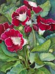 Red Gloxinia