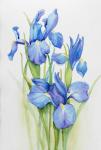 Stems of Blue Iris
