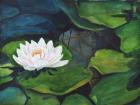 White Waterlily