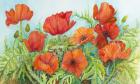 Poppies in a Field
