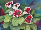 Red and White Gloxinia