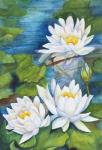 White Waterlilies