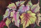 Jurassic Begonia