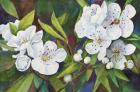 Pear Blossoms