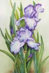 Iris Dressed in Purple and White