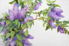 Lavender Lilacs