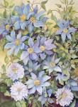 Blue Clematis