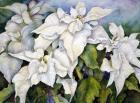 White Poinsettia