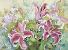 Stargazer Lilies