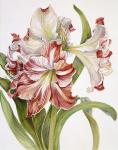 Red And White Amaryllis