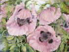 Pink Poppies