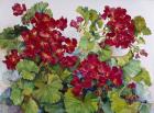 Deep Red Geraniums