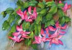 Christmas Cactus