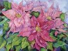 Pink Poinsettia