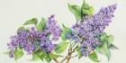 Lilac Sprigs