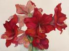 Holiday Amaryllis