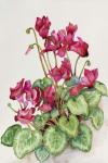 Red Cyclamen