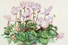 Pink Cyclamen