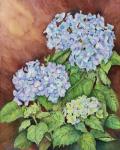 Blue Hydrangeas