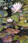 Water Lilies