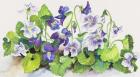 Violets