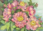 A Peony Garden