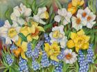 Daffodils And Grape Hyacinths