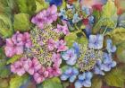 Lacy Hydrangea