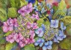 Lacy Hydrangea